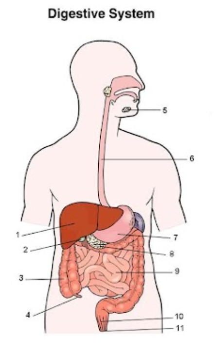 <p>list the organ system &amp; function 1-11</p>