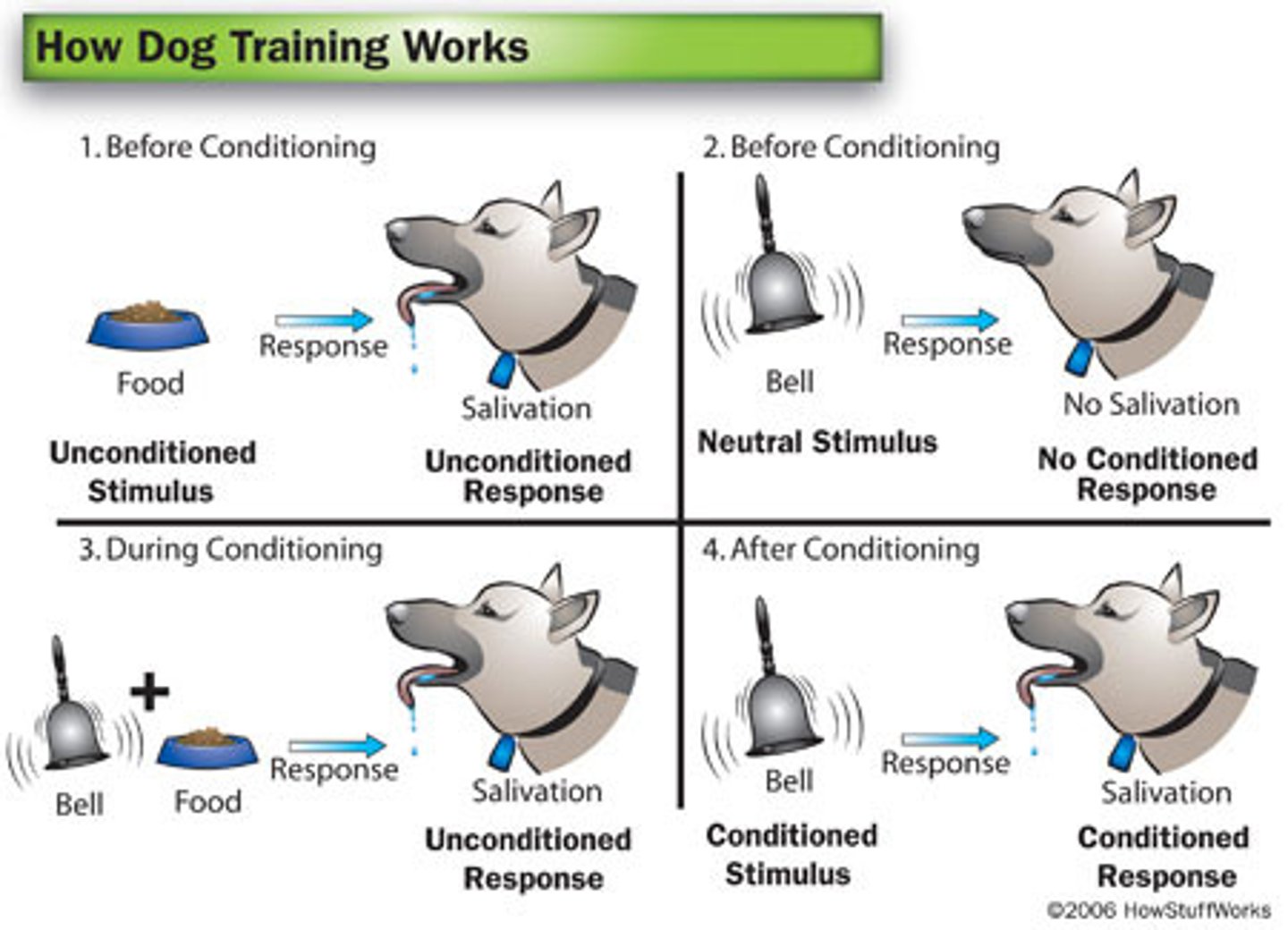 <p>a neutral stimulus after training that now comes to trigger a conditioned response</p>