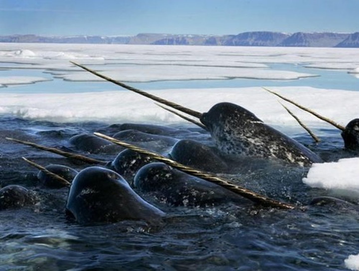 <p>Deepest part of the ocean, 2,000-6,000 m.</p>