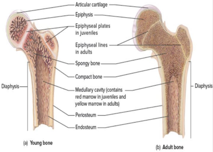 <p>-Diaphysis (the bone shaft)</p><p>- Epiphyses (the growing ends)</p><p>-Medullary (Marrow) cavity: filled with red or yellow marrow.</p><p>-Periosteum: covers bone.</p><p>-Endosteum: lines bone</p><p>-Epiphyseal plate: Hyaline cartilage between epi and diaphysis- Responsible for bone growth.</p>