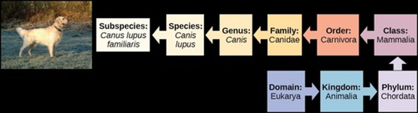 <p>Domain, Kingdom, Phylum, Class, Order, Family, Genus, Species.</p>