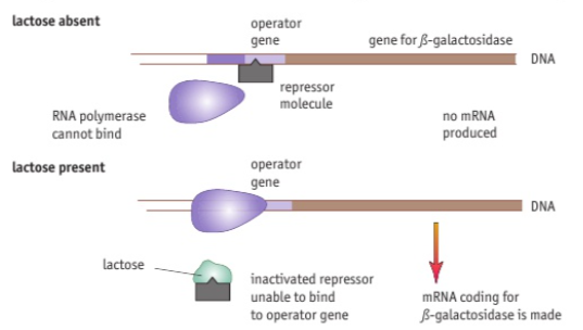 <p>The French geneticists studies the control of genes in the prokaryote Escherichia coli. These bacteria only produce the enzymes β-glactosidase to break down the carbohydrate lactose when it is present in the surrounding medium. This enzyme converts the disaccharide lactose to the monosaccharides glucose and galactose. When lactose is not present in the environment, a lactose repressor molecules binds to the DNA and prevents the transcriptio of the β-glactosidase gene. </p>