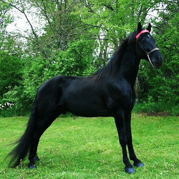 <p>Natural overstride</p><p>Ability to run walk</p><p>Rugged heavier version of saddlebred</p><p>Sickle hocks are not uncommon</p>