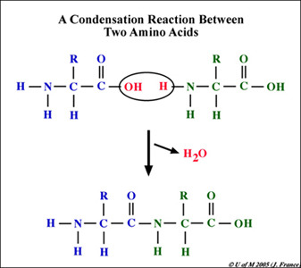 A chemical reaction in which two molecules covalently bond to each other with the removal of a water molecule.