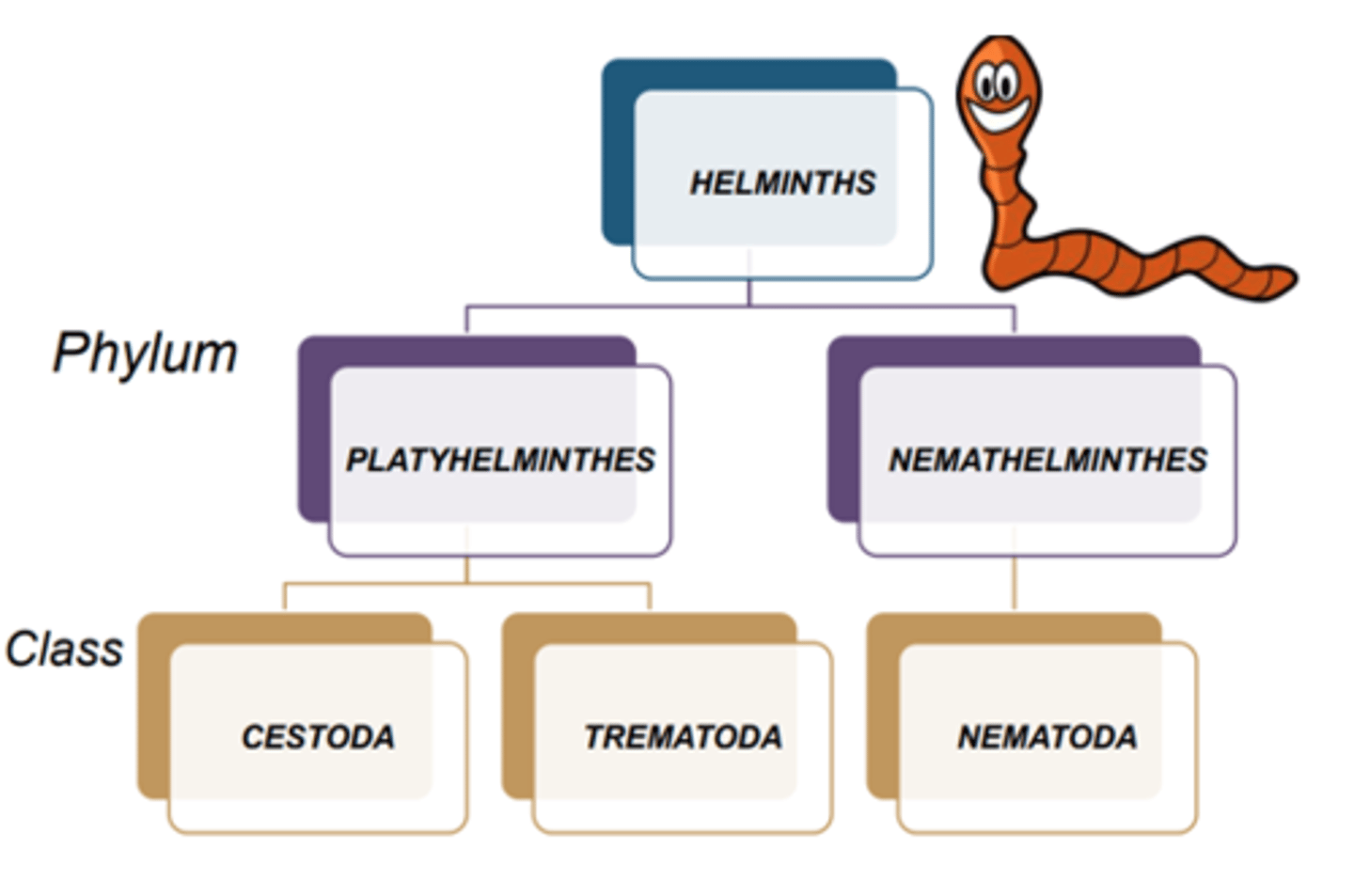 <p>-divided into two broad phyla</p><p>a. nematohelminthes</p><p>-cylindrical worms</p><p>b. platyhelminthes</p><p>-flat or leaf like worms</p>