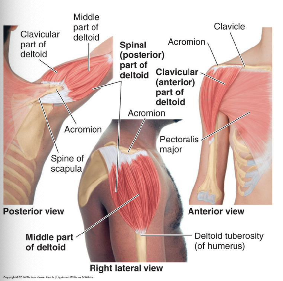 <p>A: all fibers are active during shoulder abduction</p><ul><li><p>anterior fibers: shoulder flexion and IR</p></li><li><p>middle fibers: shoulder abduction</p></li><li><p>posterior fibers: shoulder extension, IR</p></li></ul><p>N: axillary nerve; C5, C6</p>