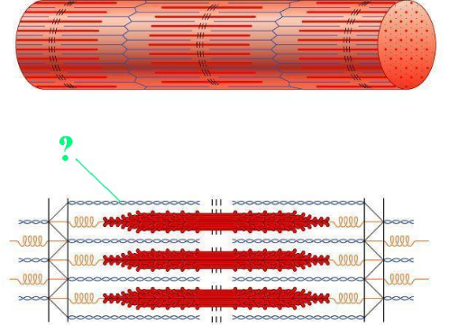 <p><span>Identify the indicated region of the sarcomere.</span></p>