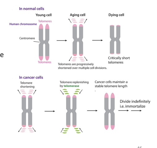 <ul><li><p>cancer cells maintain their telomeres (90% by increasing production of telomerase)</p></li><li><p>telomerase: adds telomeric DNA to the ends of chromosomes</p></li></ul>