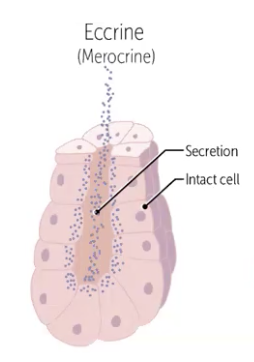 <p><span style="background-color: oklch(0.9902 0.004 106.47); color: oklch(0.3039 0.04 213.68);">the release of products via exocytosis without any loss or damage to the secreting cells.</span></p><ul><li><p class="my-2 [&amp;+p]:mt-4 [&amp;_strong:has(+br)]:inline-block [&amp;_strong:has(+br)]:pb-2">The secretion involves secretory vesicles fusing with the plasma membrane and releasing their contents outside the cell.</p></li></ul><p></p>