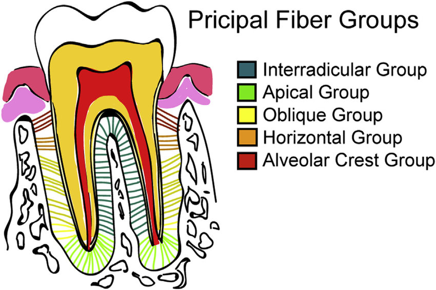 <p>Serve to support the gingival tissue and suspend teeth within the alveolar process</p>