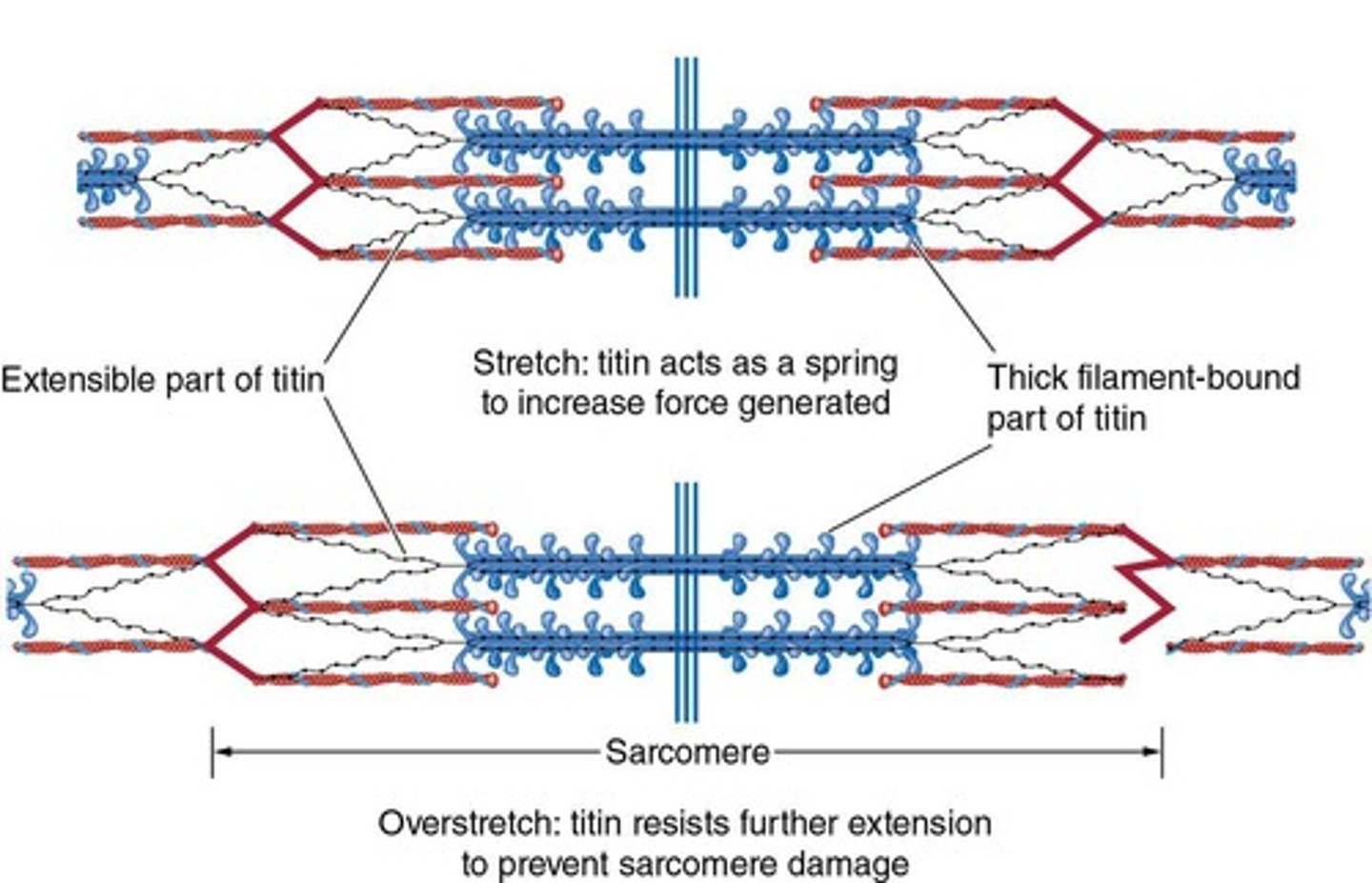 <p>It attaches myosin to the Z-disk and maintains equal spacing between actin filaments.</p>
