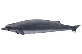 <p>Baird’s beaked whale</p>
