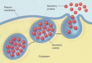 <p>What is this? What is its function?</p>