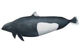 <p>Dall’s porpoise</p>