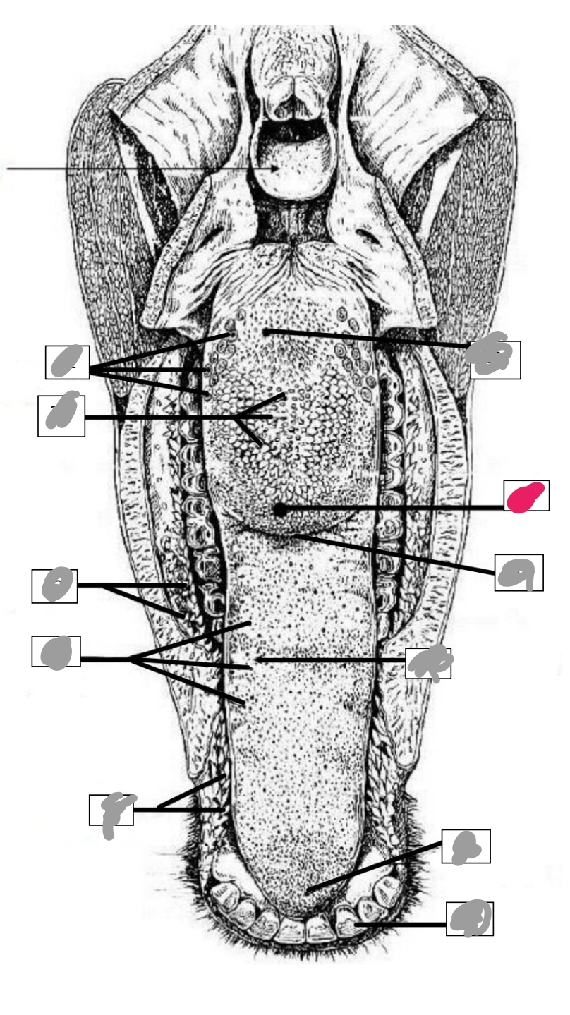 <p>(Ruminantes)</p>