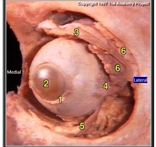 <p>what muscle is #4?</p>