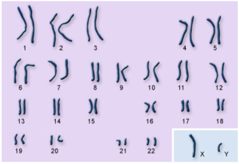 <p><span style="background-color: transparent; font-family: "Proxima Nova", sans-serif;"><span>Gametes with 23 chromosomes each. </span></span></p><p><span style="background-color: transparent; font-family: "Proxima Nova", sans-serif;"><span>That way, the zygote has 46 chromosomes - 44 of which are autosomes and 2 of which are sex chromosomes (in humans, the X &amp; Y).</span></span></p>