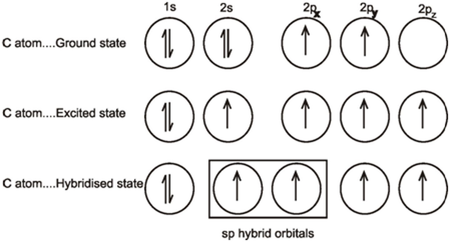 <p>One of the 2s orbital electrons jumps up to one of the 2p orbitals. One of the three 2p orbitals then hybridize with the single 2s orbital, forming two sp orbitals and two p orbitals with a lone electron in each.</p>