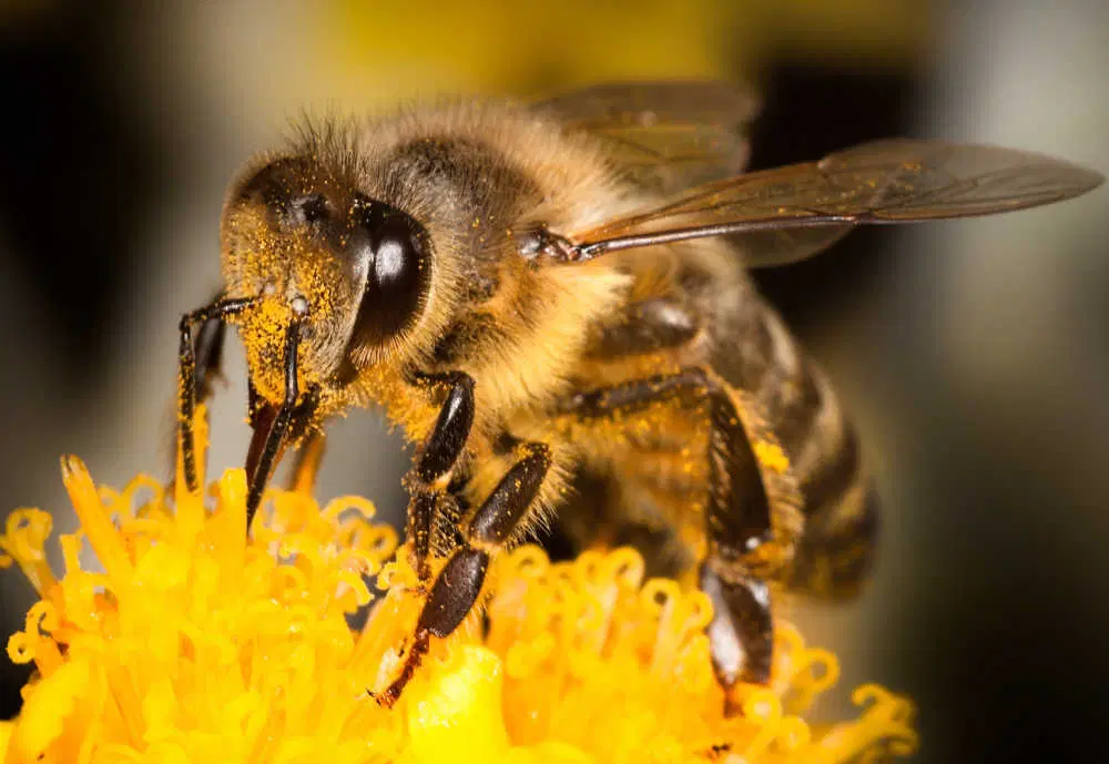 <ol><li><p>First segment of hind tarsi enlarged and flattened; usually bearing a “pollen basket”</p></li><li><p>Body heavily clothed with branched hairs</p></li></ol><p></p>