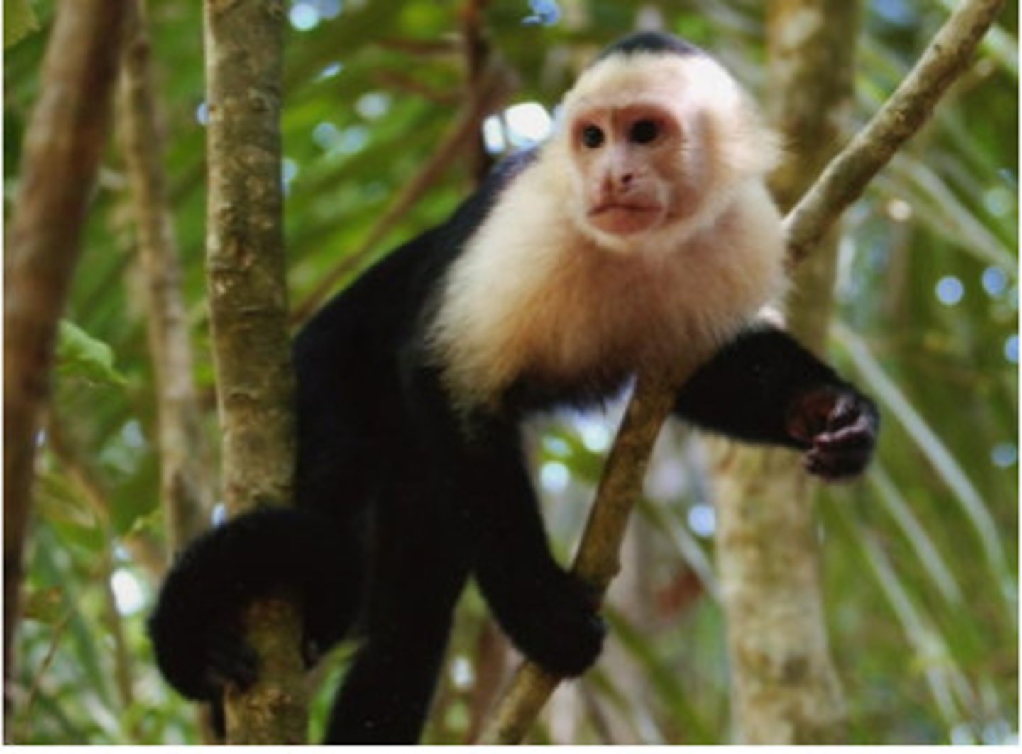<p>monkey</p>