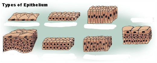 <p>Types of Epithelium</p>