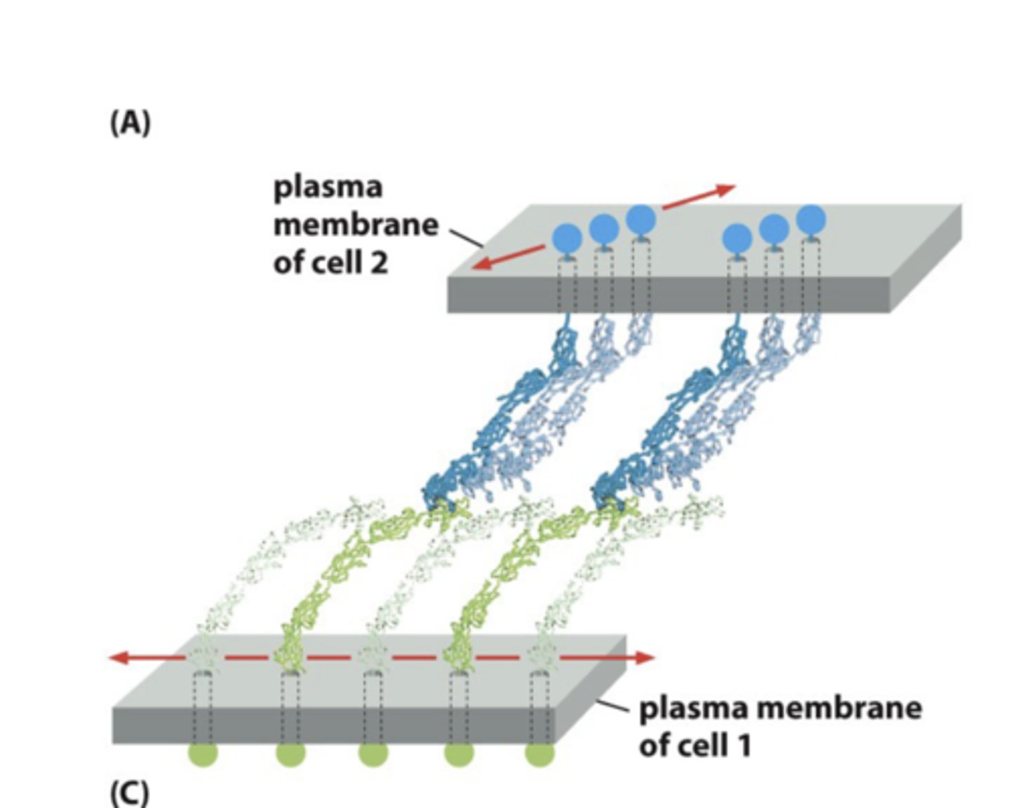 <p>By breaking molecules sequentially from the side like velcro</p>