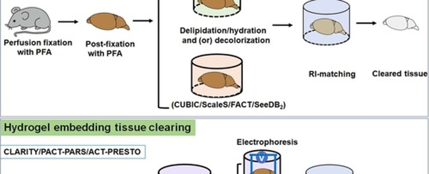 <p>Organic solvent used in clearing process.</p>