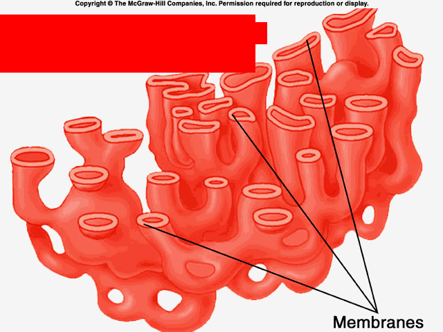 <p>Welk onderdeel van de cel is dit?</p><p>Wat is de functie hiervan?</p>