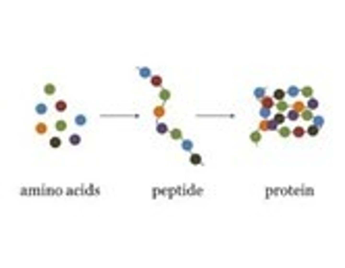 <p>biologically functional molecule that consists of one or more polypeptides made up of amino acids</p>