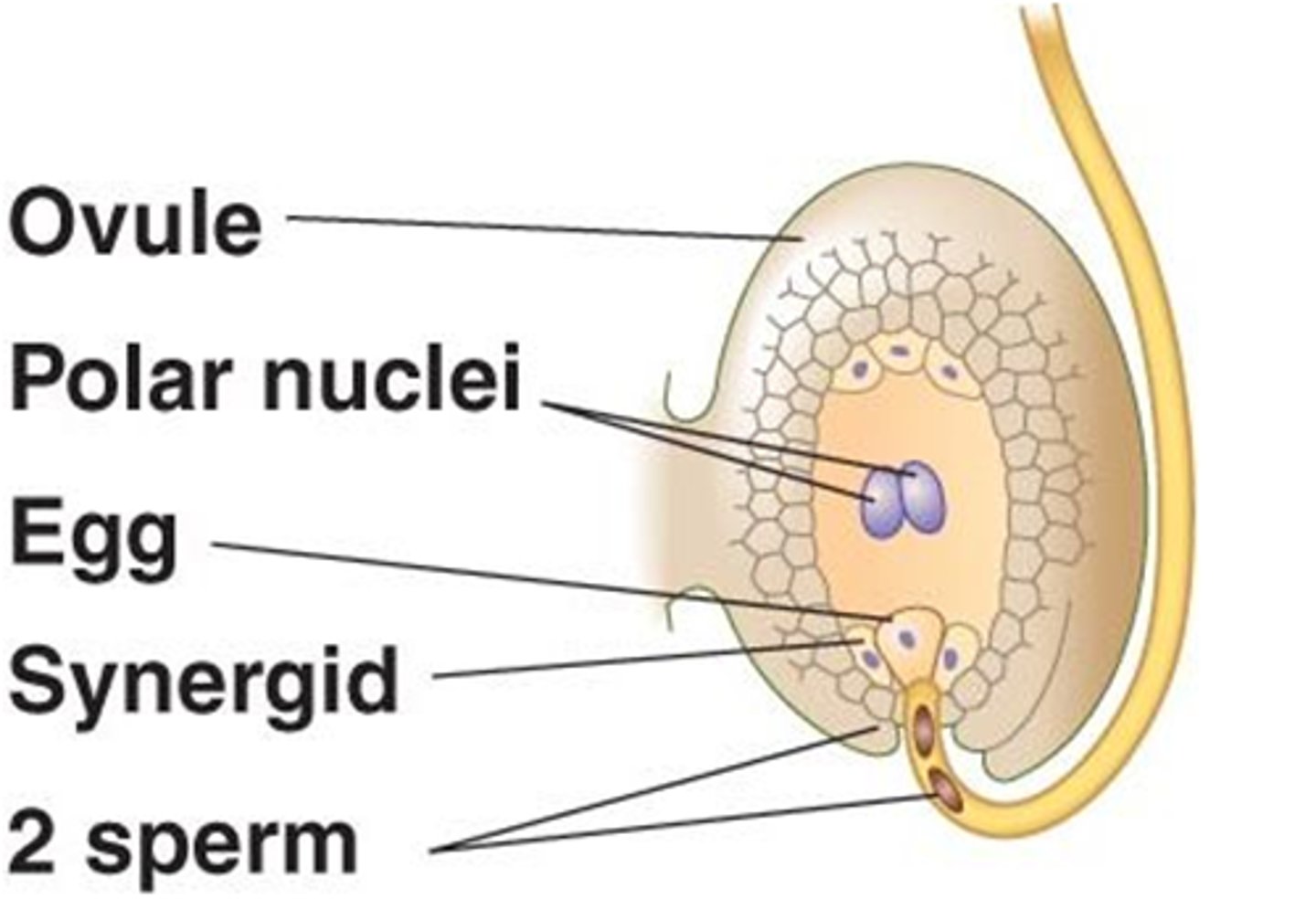 <p>The fusion of a sperm and an egg to form a zygote</p>