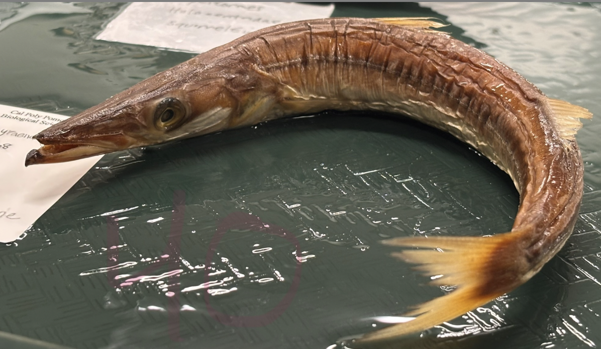 <p>California Barracuda (or Pacific Barracuda) <strong>Order</strong></p>