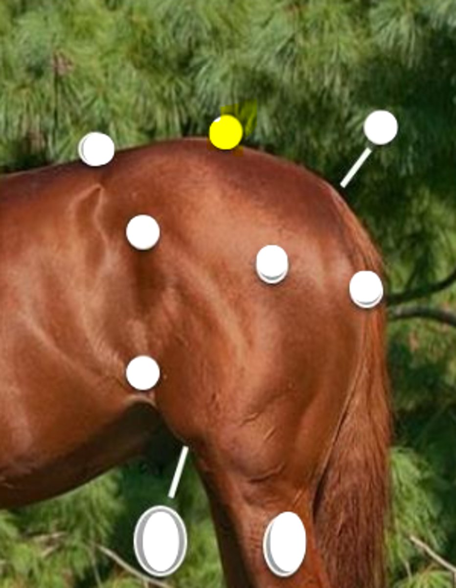 <p>What is body part is indicated on the image</p>