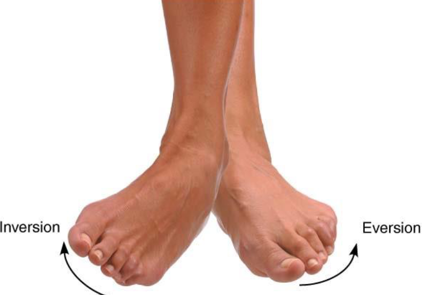 <ul><li><p>Movement permitted by synovial joint</p></li></ul><p></p>
