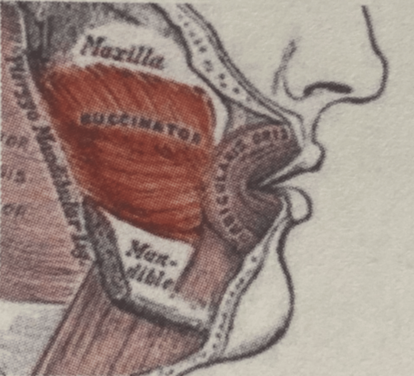 <p>Flattens cheek/ assists in chewing; assists the muscles of mastication (MMTL)</p>