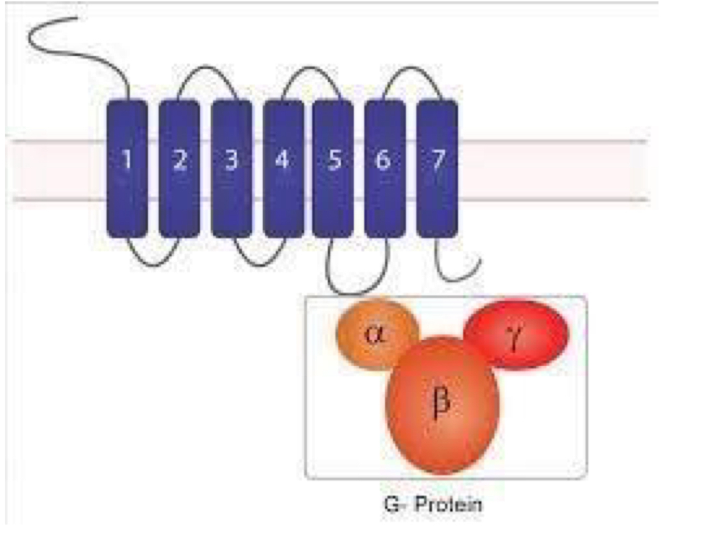 <p>7 transmembrane domains </p><p>3 polypeptide chains - alpha, beta and gamma </p><p>16 alpha subunits, 5 beta, 11 gamma </p><p>All beta and gamma subunits bind tightly to each other to form one beta-gamma unit</p><p>Alpha subunit has a guanine nucleotide binding site that binds GTP or GDP </p>