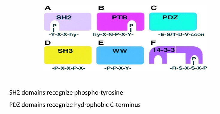 <ul><li><p>They all link together 2 proteins </p></li><li><p>SH2 / PTB / 14-3-3: Bind with phosphorylated tyrosine but not unphosphorylated&nbsp;</p><ul><li><p>Allows reversibility</p></li></ul></li><li><p>PDZ: Bind hydrophobic residues at C-terminus&nbsp;</p><ul><li><p>Not reversible</p></li></ul></li><li><p>SH3 / WW: Bind proline-rich domains&nbsp;</p><ul><li><p>Not reversible&nbsp;</p></li></ul></li></ul><p></p>