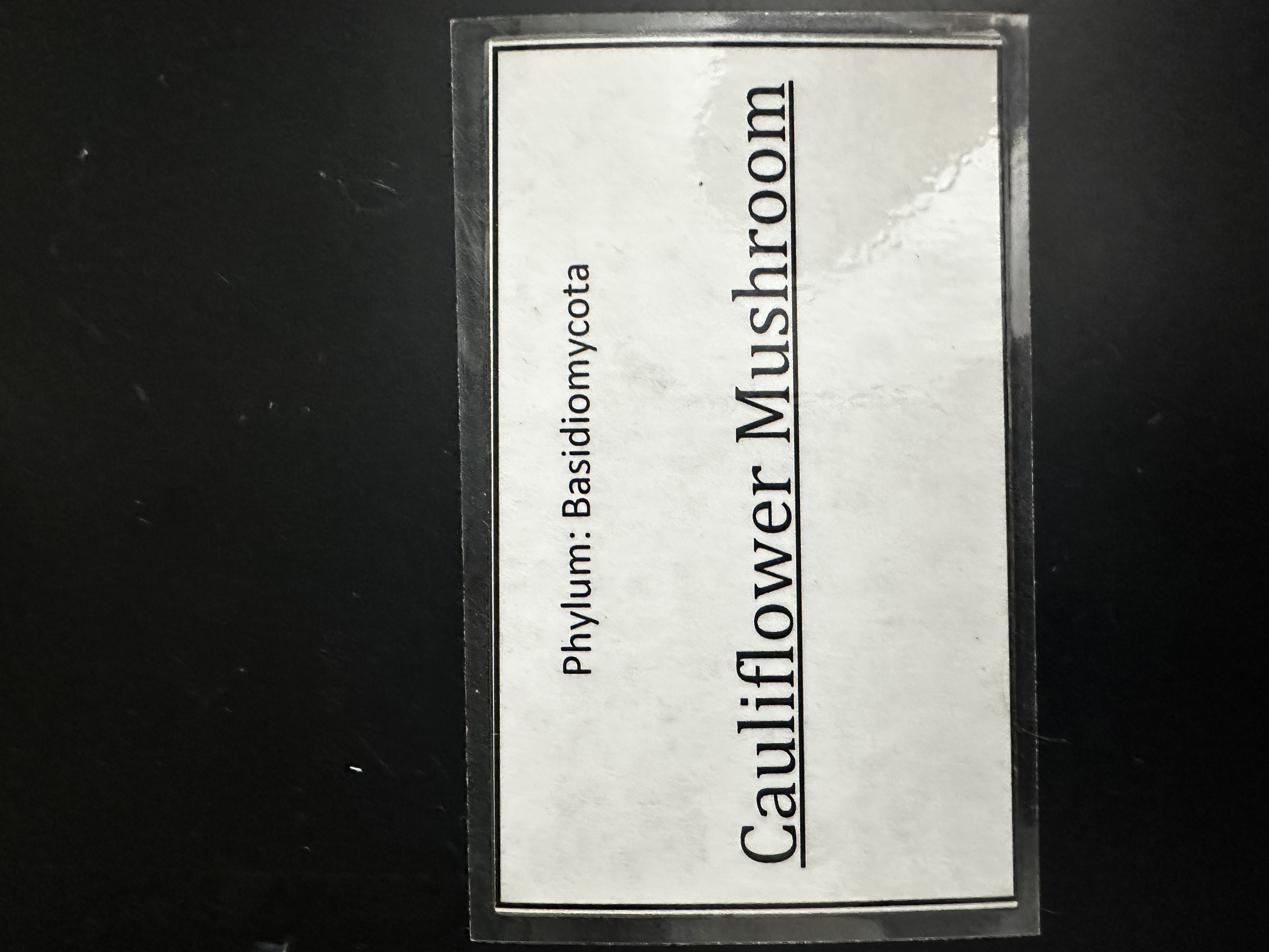 <p>Domain: Eukarya</p><p>Kingdom: Fungi</p><p>Clade: Basidiomycota</p>