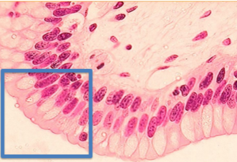 <ol><li><p>Tissue Type</p></li><li><p>Locations found</p></li><li><p>location specific functions</p></li></ol><p></p>