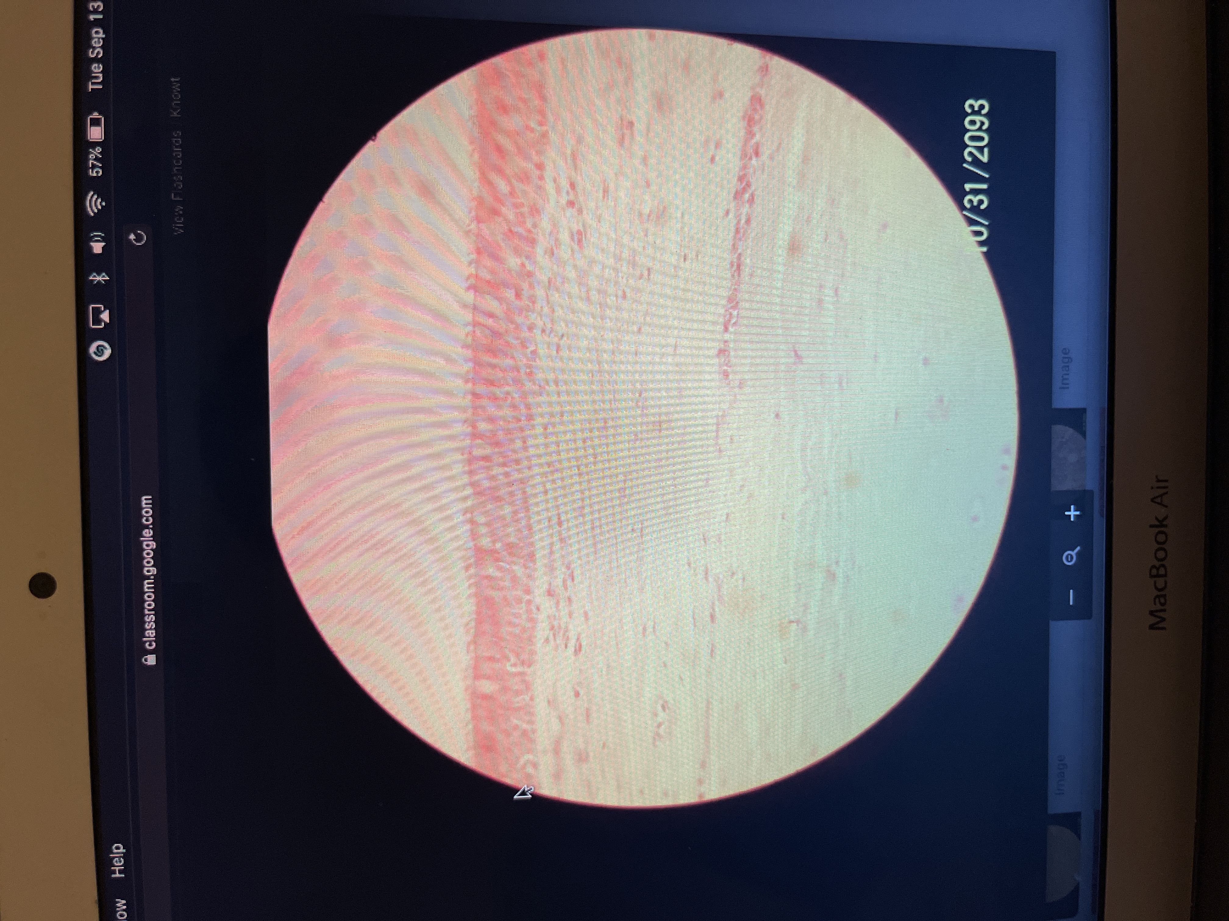 Location: trachea (airway)
Function: traps foreign parties 