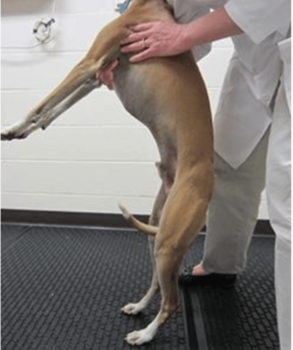 <p>what is this postural reaction test called? what is the expected result of a healthy animal?</p>