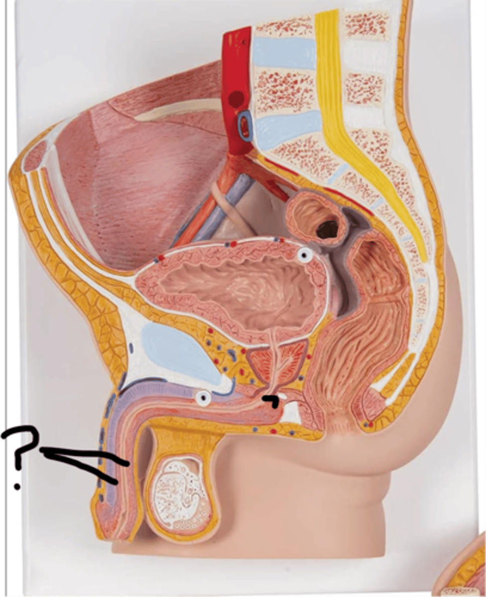 <p>name this tissue</p>