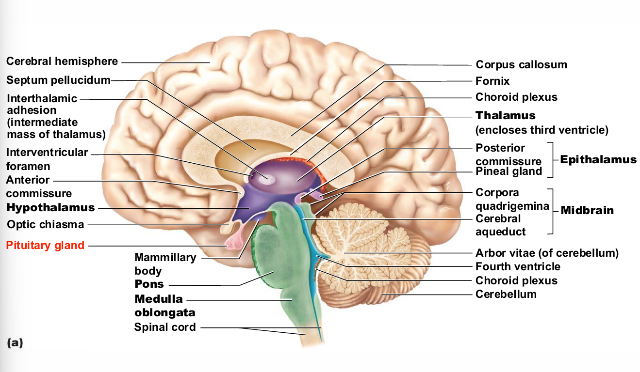 <ol><li><p>posterior pituitary (lobe)</p></li><li><p>anterior lobe</p></li></ol><p></p>