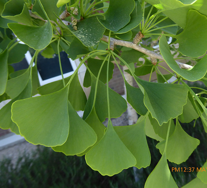 <p>maidenhair tree</p>