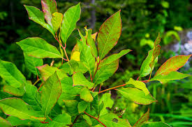 <p><span>Deciduous tree with glossy green leaves that turn red, purple, or yellow in fall and small blue-black berries. Used as a shade tree.</span></p>