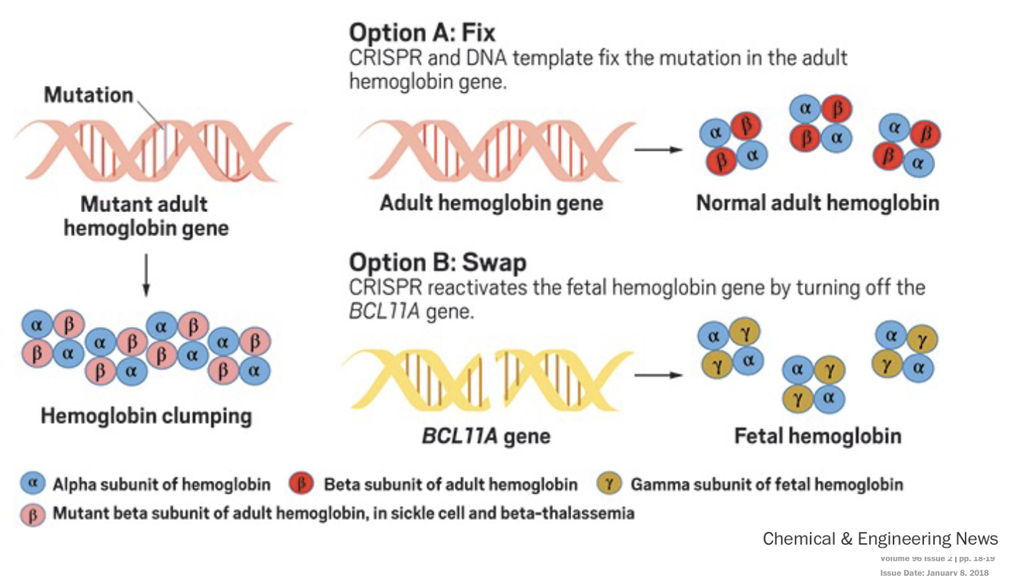 <p><span style="color: rgb(255, 255, 255);"><span>Using CRISPR to cure sickle cell anemia</span></span></p><p>Option A: Fix CRISPR and DNA template fix the mutation in the adult hemoglobin gene.</p><p class="p1">Option B: Swap CRISPR reactivates the FETAL hemoglobin gene by turning off the BCL11A gene.</p>