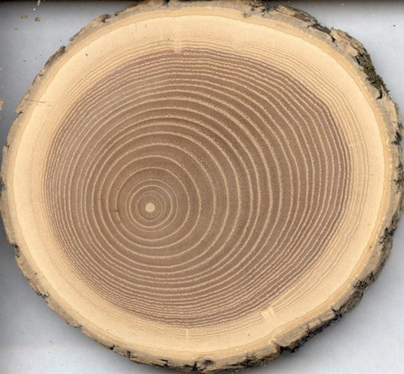 <p>Rings or layers of wood which represent one growth period of a tree. In cross section the rings may indicate the age of the tree.</p>