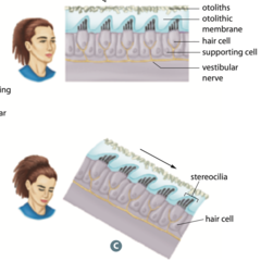 physical response to gravity that tells us which direction is down