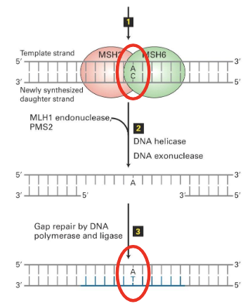<p>(1)</p><ul><li><p>error incorporated into newly synethizes strand </p></li><li><p>=&gt; <strong>MSH2</strong> and <strong>MSH6</strong> bind to daughter strand (these proteins detect the mistake)</p></li></ul><p>(2)</p><ul><li><p>=&gt; triggers binding and activity of <strong>MLH1 endocunclease</strong> (dimerized with PMS2), which make cuts near the mismatch.</p><ul><li><p>MLH1 starts from inside (why “endo”) to make cut near the mismatch to mark it </p></li><li><p>the cuts flank the mutaiton</p></li></ul></li><li><p>Then,<strong> DNA helicase </strong>unwinds and DNA exonuclease digests segment of the daughter strand</p><ul><li><p>this helicase is different from the one used during DNA replication</p></li></ul></li></ul><p>(3)</p><ul><li><p>Gap repair by<strong> Pol delta</strong> and <strong>DNA ligase</strong></p><ul><li><p>aka a single strand gap&nbsp;</p></li><li><p>nb. Pol delta is the lagging strand polymerase&nbsp;</p></li></ul></li></ul><p></p>