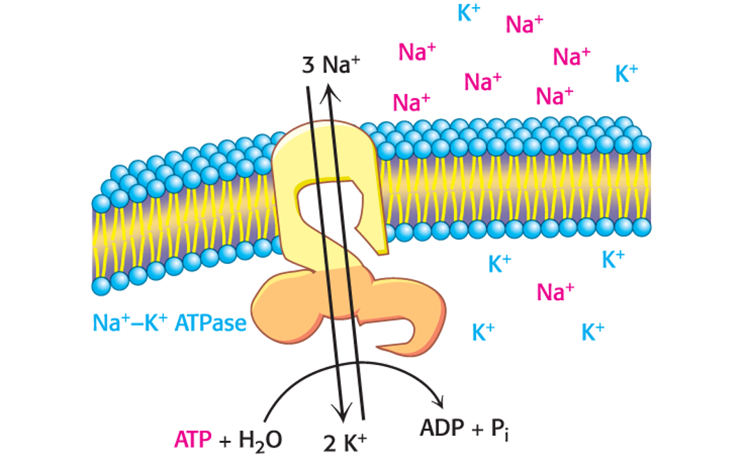 <ul><li><p><span>Pump three Na</span><sup><span>+</span></sup><span> ions out.</span></p></li><li><p><span>Pump two K</span><sup><span>+</span></sup><span> ions into.</span></p></li></ul><p></p><p><span><span>Because the reaction includes an intermediate in which the enzyme is phosphorylated, such pumps are called P-type ATPases.</span></span></p><p><span><strong><span>This type of transport is called primary active transport</span></strong></span></p><p></p>