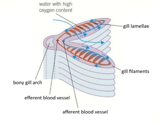 <p>Gills: What does the bony arch do?</p>